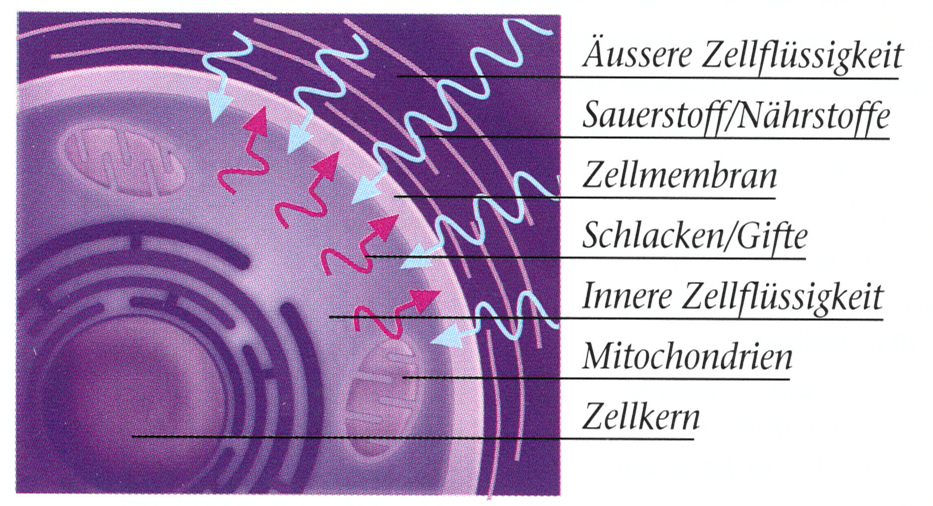 Der Zellstoffwechsel und die Magnetfeld-Resonanz-Therapie